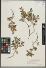 Foto von Salix repens L. x Salix starkeana Willd.